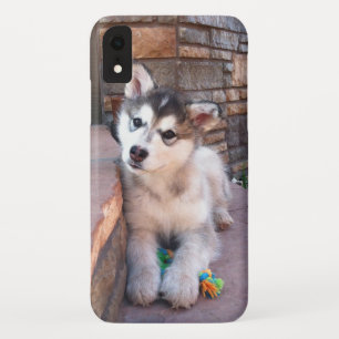 Coque Pour iPhone XR Alaskan Malamute Puppy Head Tilt Photographie