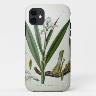 Coques Pour iPhone Alpinia officinarum