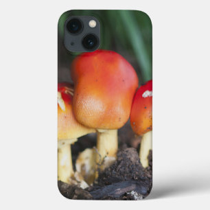 Etui iPhone 13 Amanita family mushroom