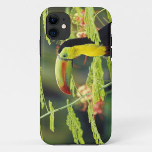 Coque Case-Mate Pour iPhone Amérique centrale, Honduras. Toucan à bec caréné