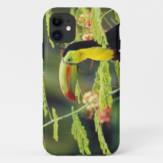 Coques Case-Mate iPhone Amérique centrale, Honduras. Toucan à prix Keel (Dos)
