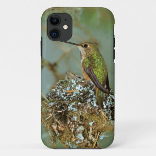 Coque iPhone 11 Amérique du Nord, États-Unis, Alaska. Colibri à tê