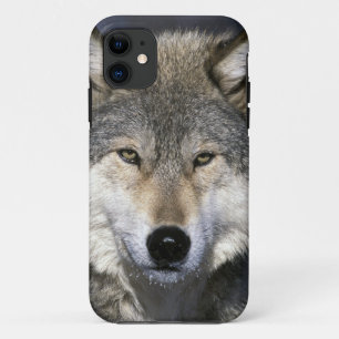 Etui iPhone Case-Mate Amérique du Nord, États-Unis, Minnesota. Loup Cani