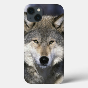 Etui iPhone 13 Amérique du Nord, États-Unis, Minnesota. Loup Cani