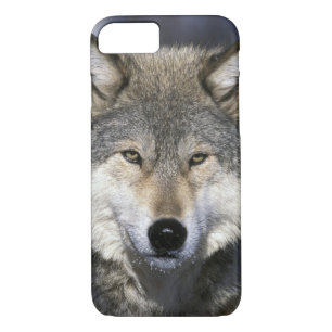 Coque Case-Mate Pour iPhone Amérique du Nord, USA, Minnesota. Wolf Canis
