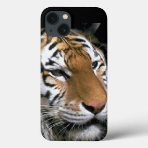 Etui iPhone 13 Amoureux des Tigres