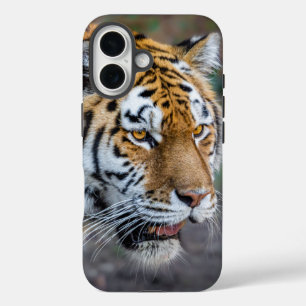 Coques iPhone 16 Amur tiger