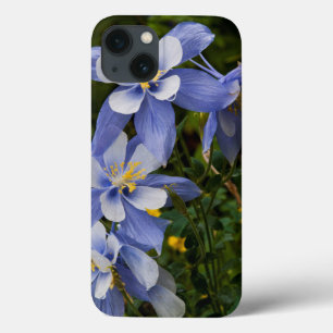 Etui iPhone 13 Ancolie bleue du Colorado près de Telluride Colora