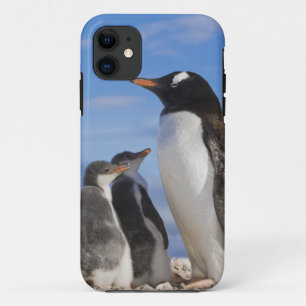 Coque iPhone 11 Antarctique, Anse Neko (Port). Manchot gentoo 2