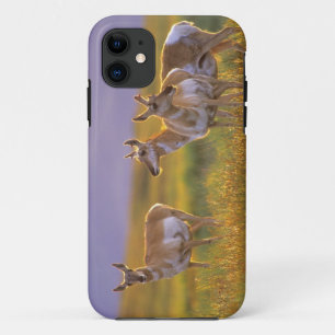 Coques Pour iPhone Antilope d'Amérique dans le Montana