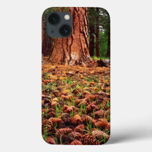 Coques Pour iPhone Arbre Ponderosa ancien avec des cônes de pin