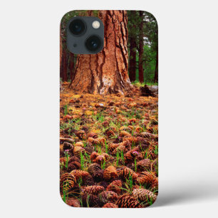 iPhone 13 Case Arbre Ponderosa ancien avec des cônes de pin