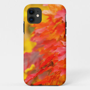 Coque iPhone 11 Arbres avec le feuille orange et jaune en automne