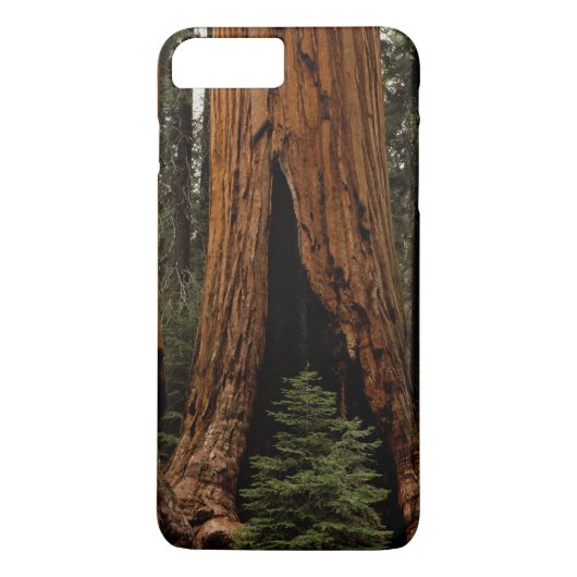 Coques Case-Mate iPhone Arbres de séquoia, Parc national de Sequoia. (Dos)