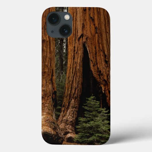 Coques Case-Mate iPhone Arbres de séquoia, Parc national de Sequoia. (Verso)