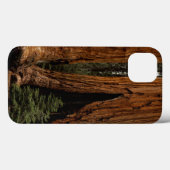 Coques Case-Mate iPhone Arbres de séquoia, Parc national de Sequoia. (Verso (horizontal))
