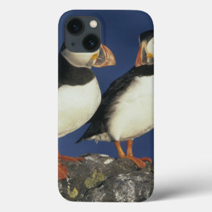 Coques Pour iPhone Arctica de macareux atlantique, de Fratercula),