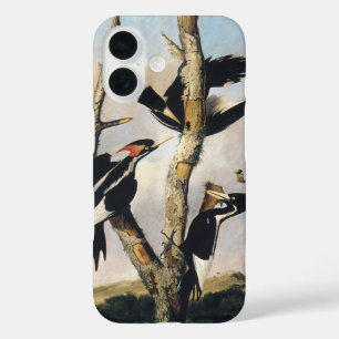 Coques iPhone 16 Art Audubon vintage Pic à bec ivoire