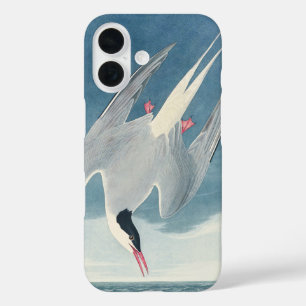 Coques iPhone 16 Art vintage d'oiseau côtier Sterne arctique d'Audu