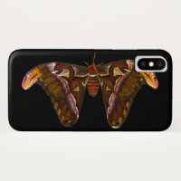 Atlas Moth