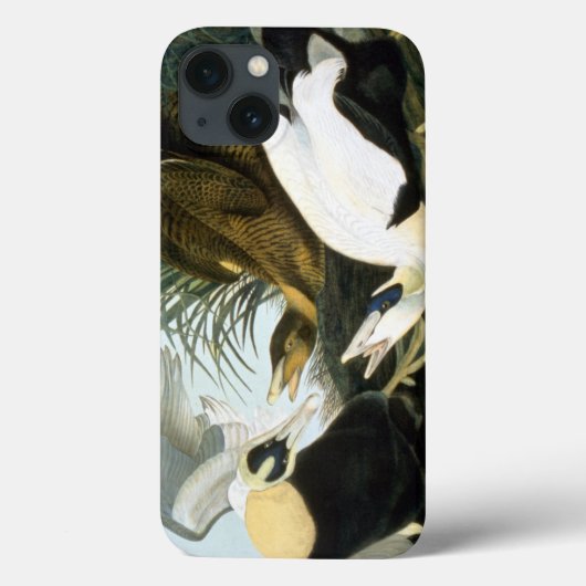 Coques Case-Mate iPhone Audubon : Eider Duck (Verso)