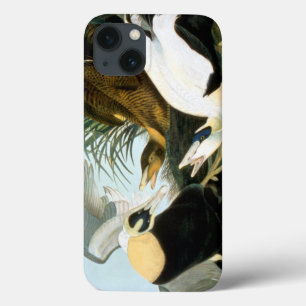iPhone 13 Case Audubon : Eider Duck