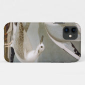 Coques Case-Mate iPhone Audubon : La mouette de Bonaparte (Dos (Horizontal))