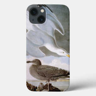 iPhone 13 Case Audubon : Mouette d'harengs