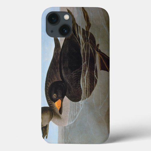 Coques Case-Mate iPhone Audubon : Scoter noir (Verso)