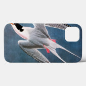 Coques Case-Mate iPhone Audubon : Sterne de rose (Verso (horizontal))
