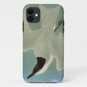 Coque Case-Mate Pour iPhone Audubon : Sterne Mouette-Affichée