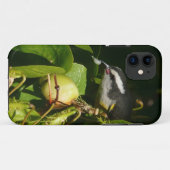 Coques Case-Mate iPhone Bananaquit Bird Mange Photographie tropicale (Dos (Horizontal))