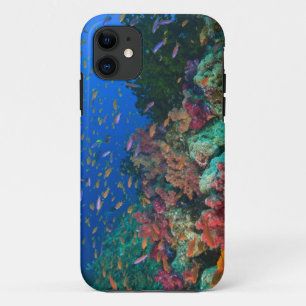 Coque Case-Mate Pour iPhone Basslets fées en banc (Pseudanthias squaminipinnis
