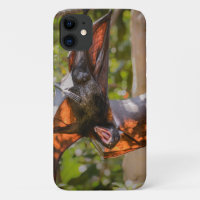 Baudement de la chauve-souris renard