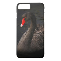Beau cygne noir avec un bec rouge vif