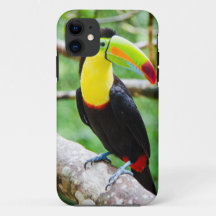Beau toucan