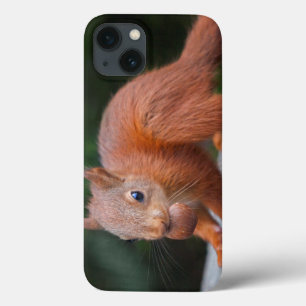 Coques Pour iPhone Bébé écureuil avec Mini boîtier iPad Nut