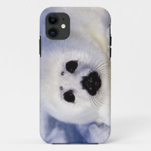 Etui iPhone Case-Mate Bébé phoque à harpe glace golfe du Saint-Laurent,