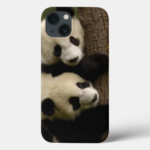 iPhone 13 Case Bébés de panda géant (Ailuropoda melanoleuca) 2
