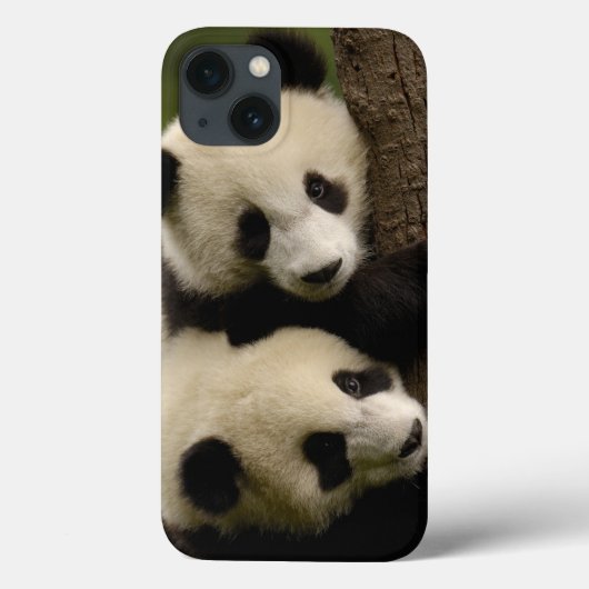 Coques Case-Mate iPhone Bébés de panda géant (Ailuropoda melanoleuca) 2 (Verso)