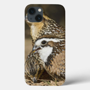 Coques Pour iPhone Bébés du nord de cailles à l'étang pour la boisson