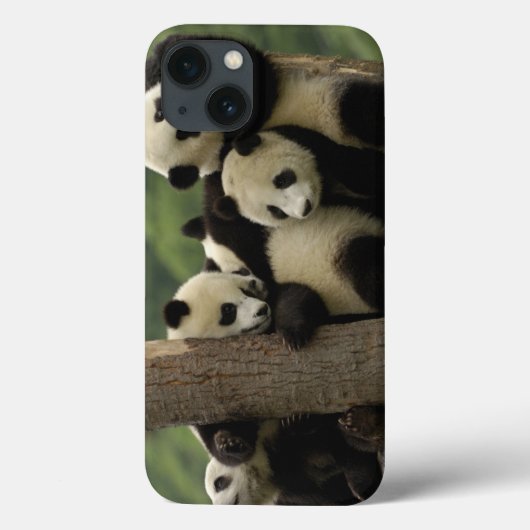 Coques Case-Mate iPhone Bébés panda géant Ailuropoda melanoleuca) (Verso)