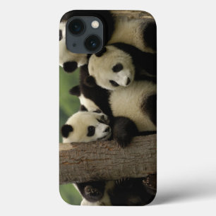 iPhone 13 Case Bébés pandas géants Ailuropoda melanoleuca)