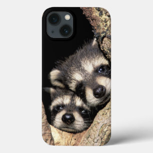 Etui iPhone 13 Bébés ratons laveurs dans la cavité d'un arbre Pro