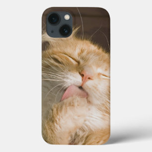 Coques Pour iPhone Belle Preening Maine Coon Cat Gros plan Photo