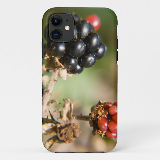 Coques Case-Mate iPhone Berries d'automne (Dos)