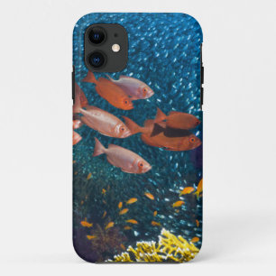 Coques Pour iPhone Bigeye ou Lunette-Oeil du paysage de récif