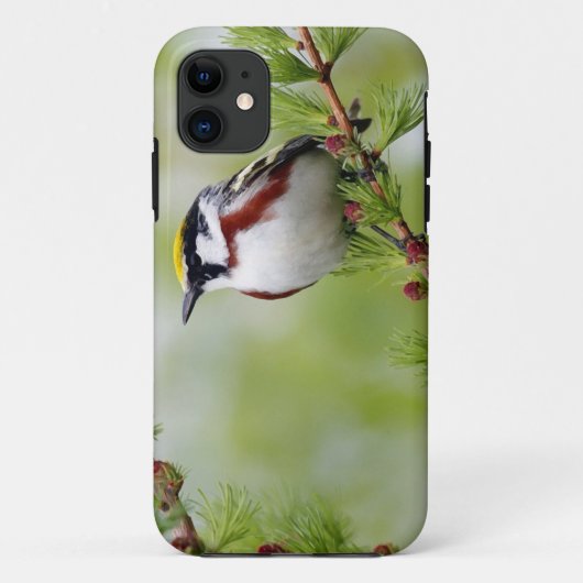 Coques Case-Mate iPhone BIRD grey_iphone (Dos)