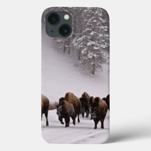 Coques Case-Mate iPhone Bison en hiver (Verso)