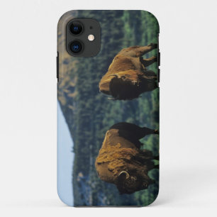 Etui iPhone Case-Mate Bisons mâles au parc national des lacs Waterton